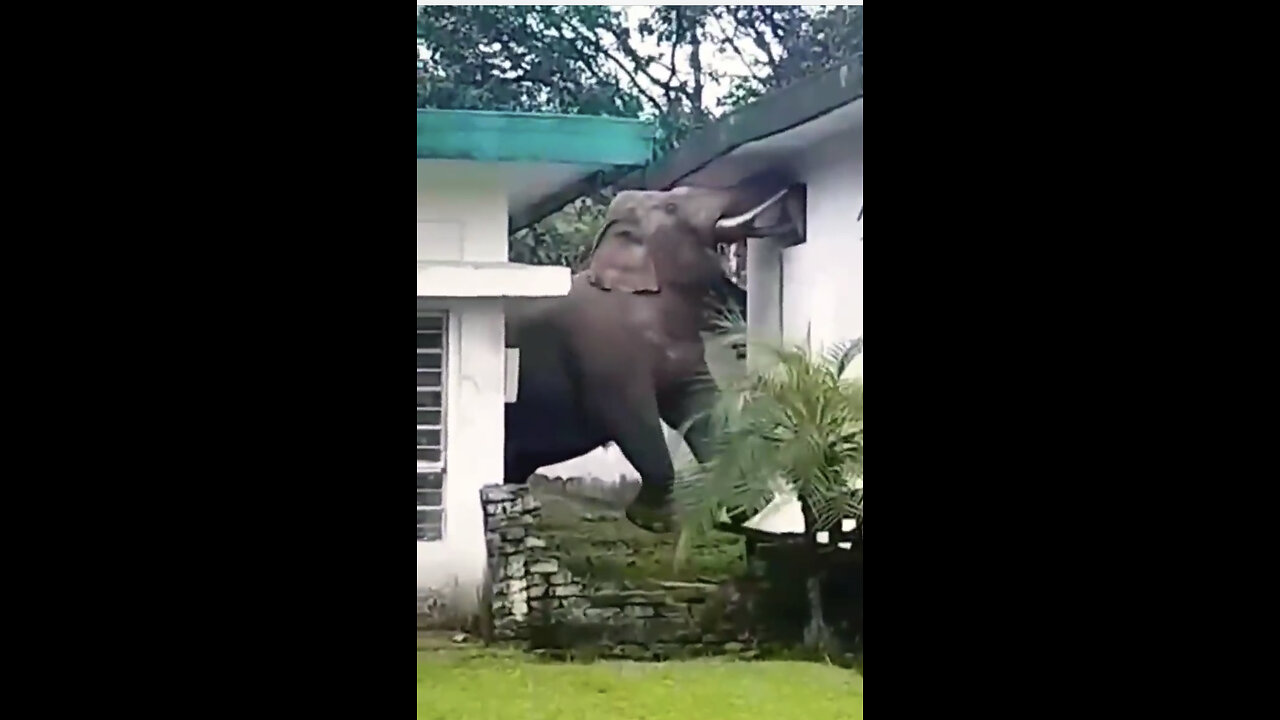 Wild elephant | elephant finding foods