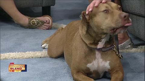 Gulf Coast Humane Society: Coco