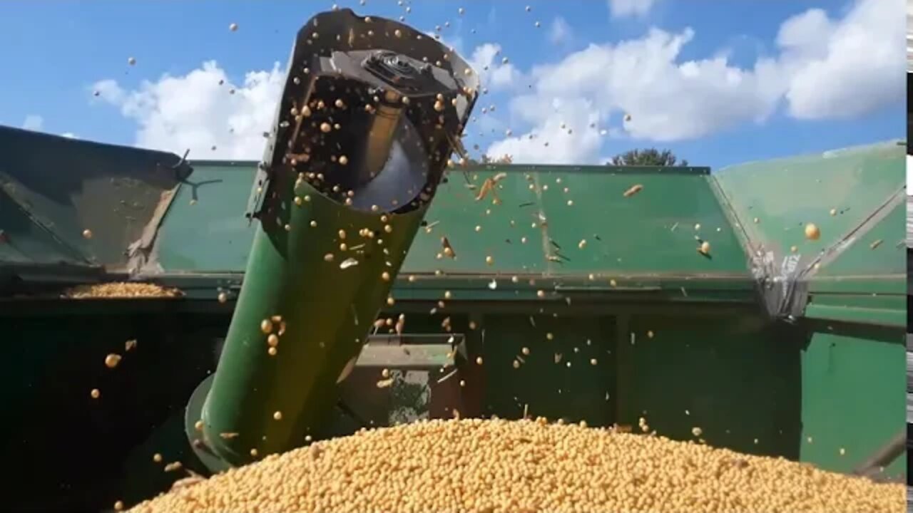 Day 3 of the 2020 soy harvest