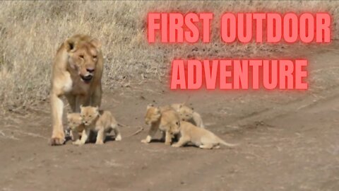 Adorable Six Lion Cubs