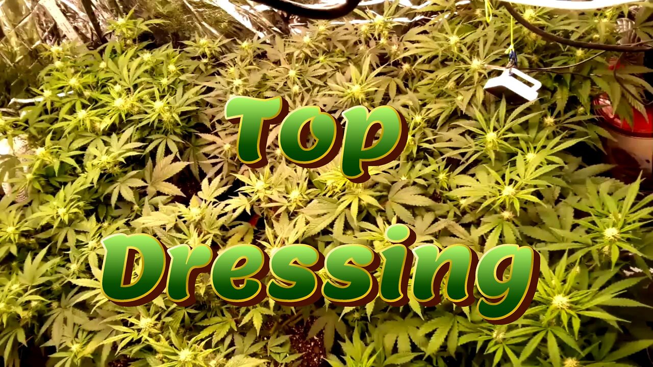 Week 8 Auto Flower Grow (Top Dressing) [Fox Farm, Mephisto, Ethos]