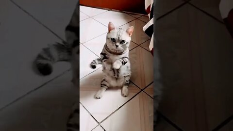 Cute Cat Video #shorts #reels #cat #funny