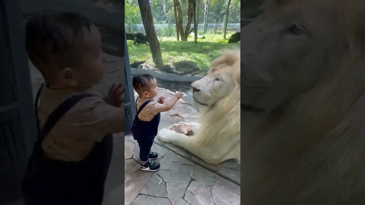 #animals WHITE LION & Cute Baby #shorts