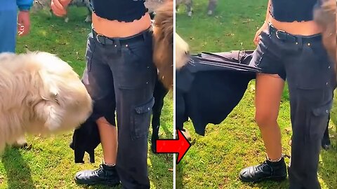 Dogs Memes Don't Mess With These Animals😅they might make you laugh😹
