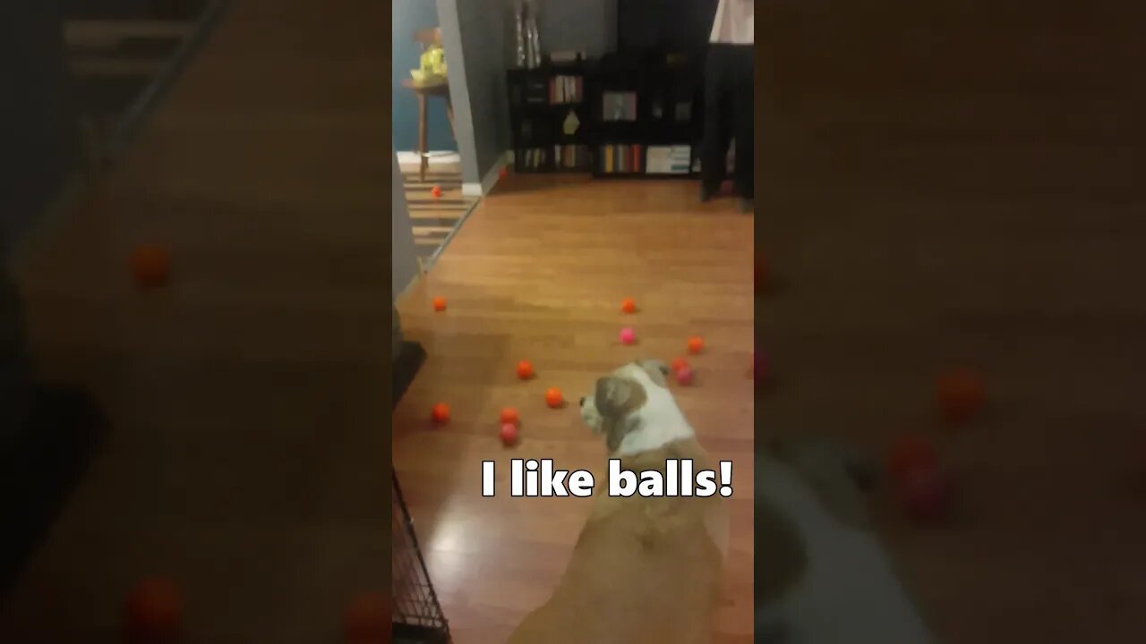 #shorts | Dogs New Years Ball Drop 2020 (Fail)