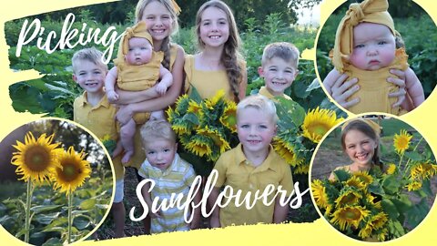 Sunflower Picking