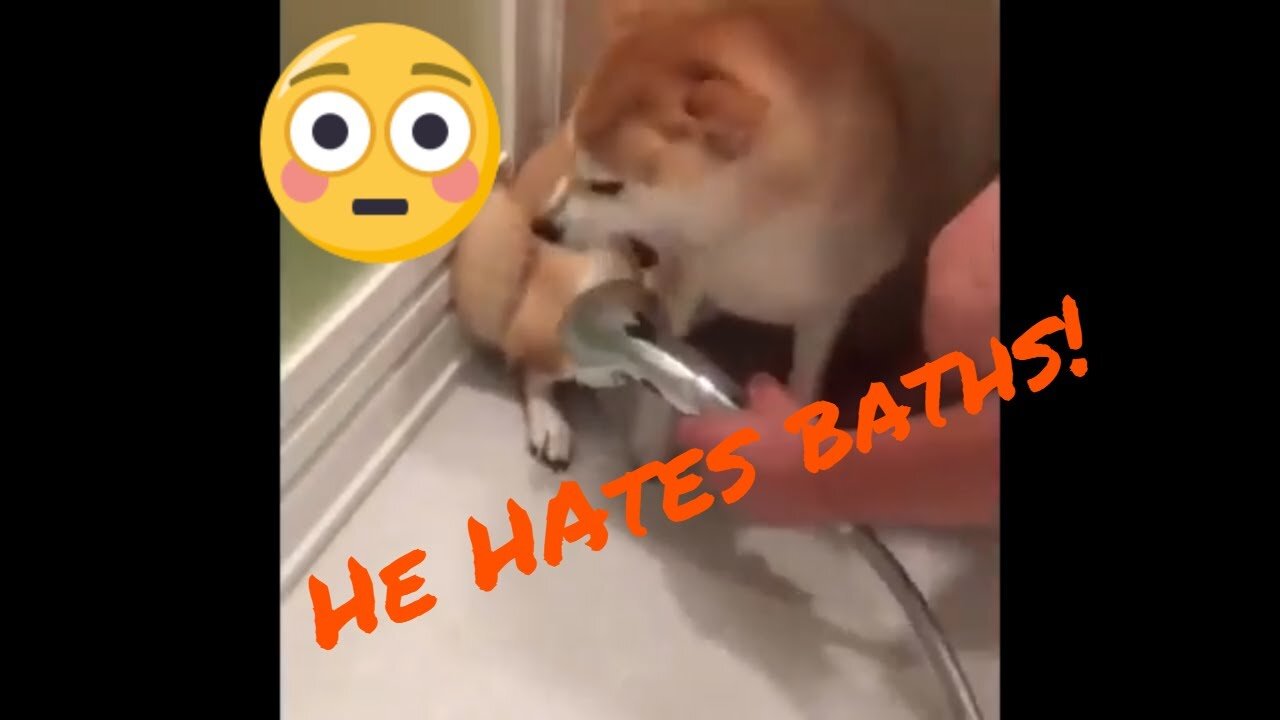 Funny Cats and Dogs Video Vines Try Not to Laugh