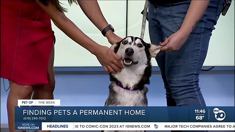 Pet of the Week: Wishing Well