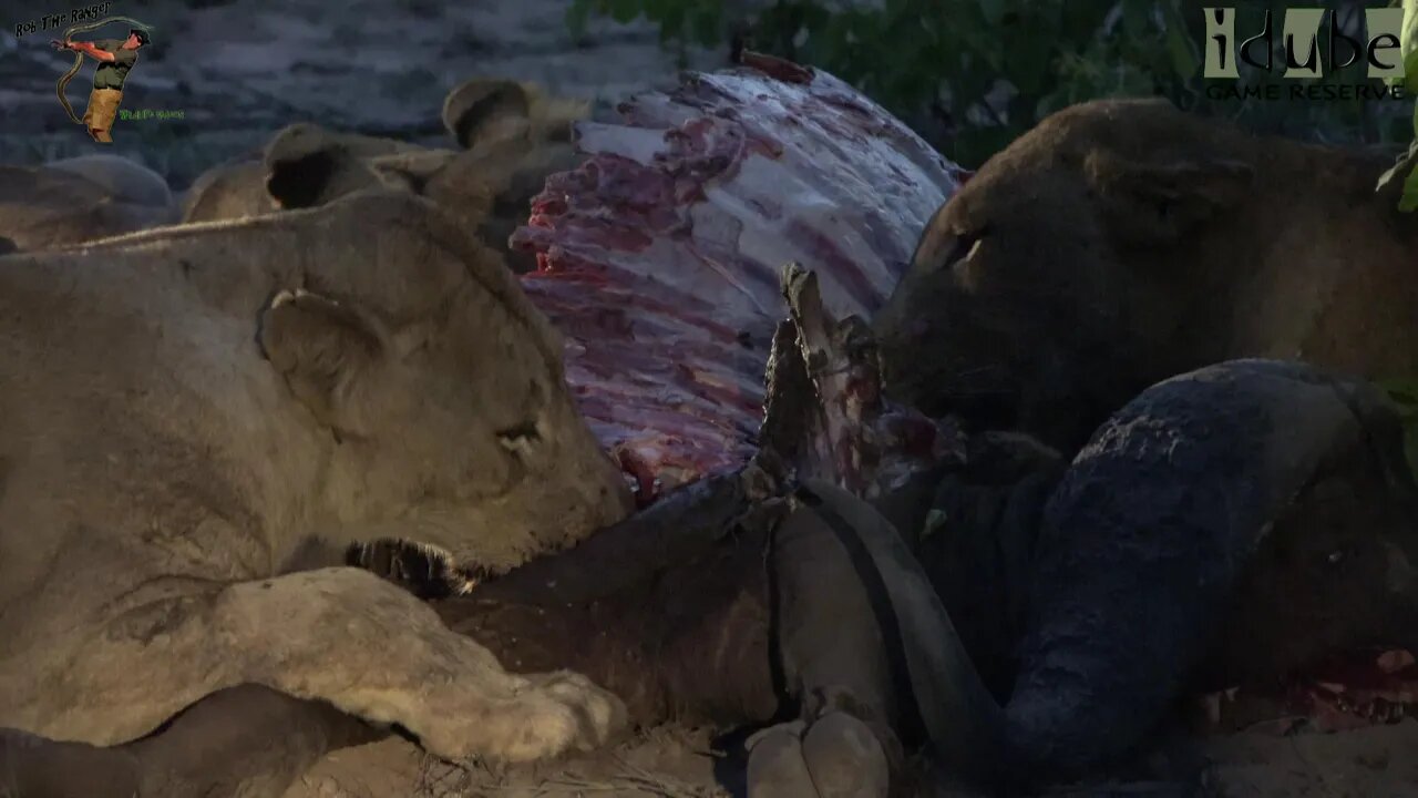 Lions Of The Mapogo Bloodline Eat An African Buffalo