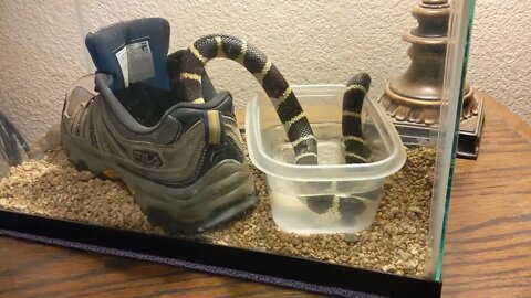 Columbine the King snake takes a SWIM to SOAK his shedding skin