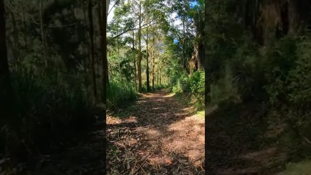 trail#fyp#forest#nature#shorts