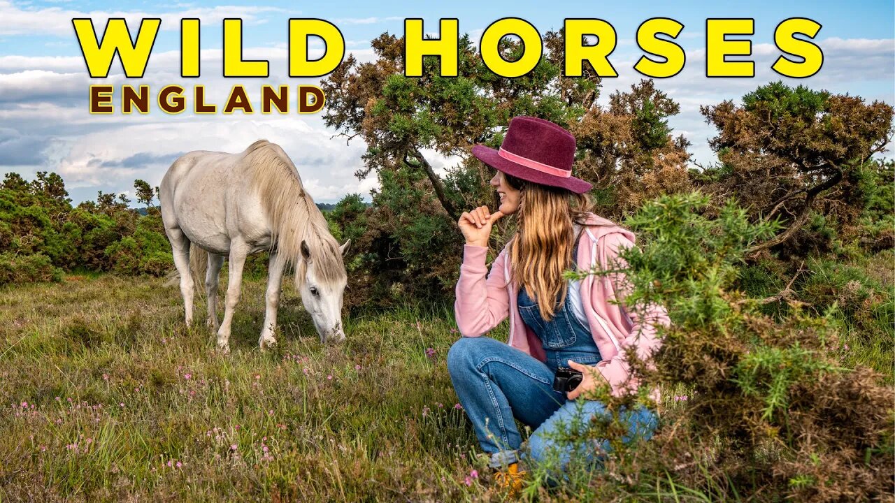 Best Things to Do in New Forest National Park