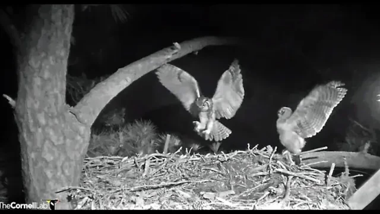 Mom Returns With Breakfast 🦉 4/16/22 06:16