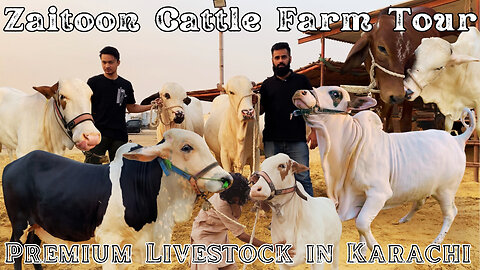 Zaitoon Cattle Farm Tour | Premium Livestock in Memon Goth Karachi 2024 - 25