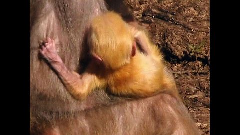 Orange Baby Baboon