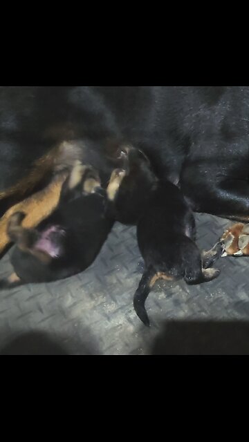 he Dip Pula 😍 The Great Companion