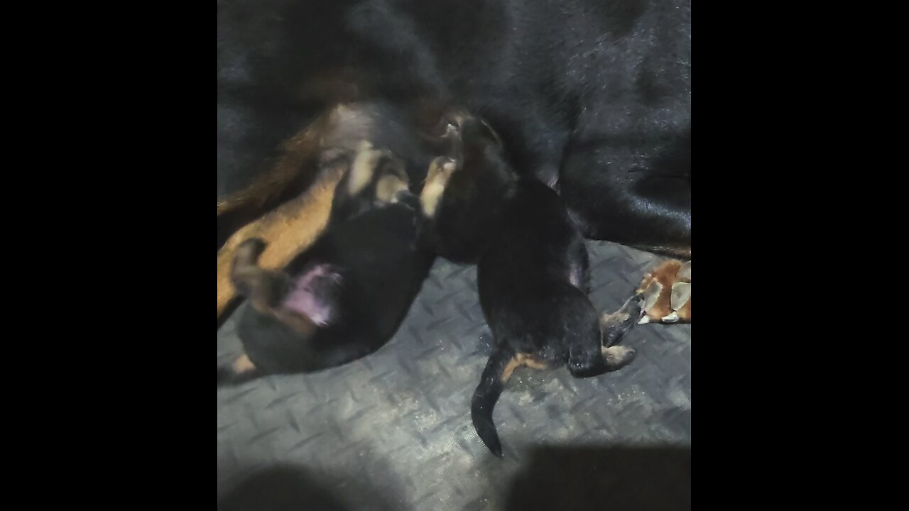 he Dip Pula 😍 The Great Companion