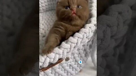 cute cat videos 😹 funny videos 😂1487