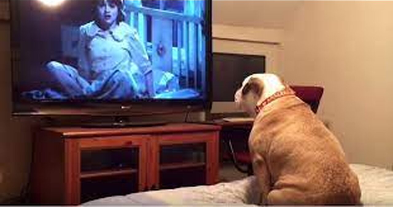 Bulldog watches horror movie, does something incredible during scary scene