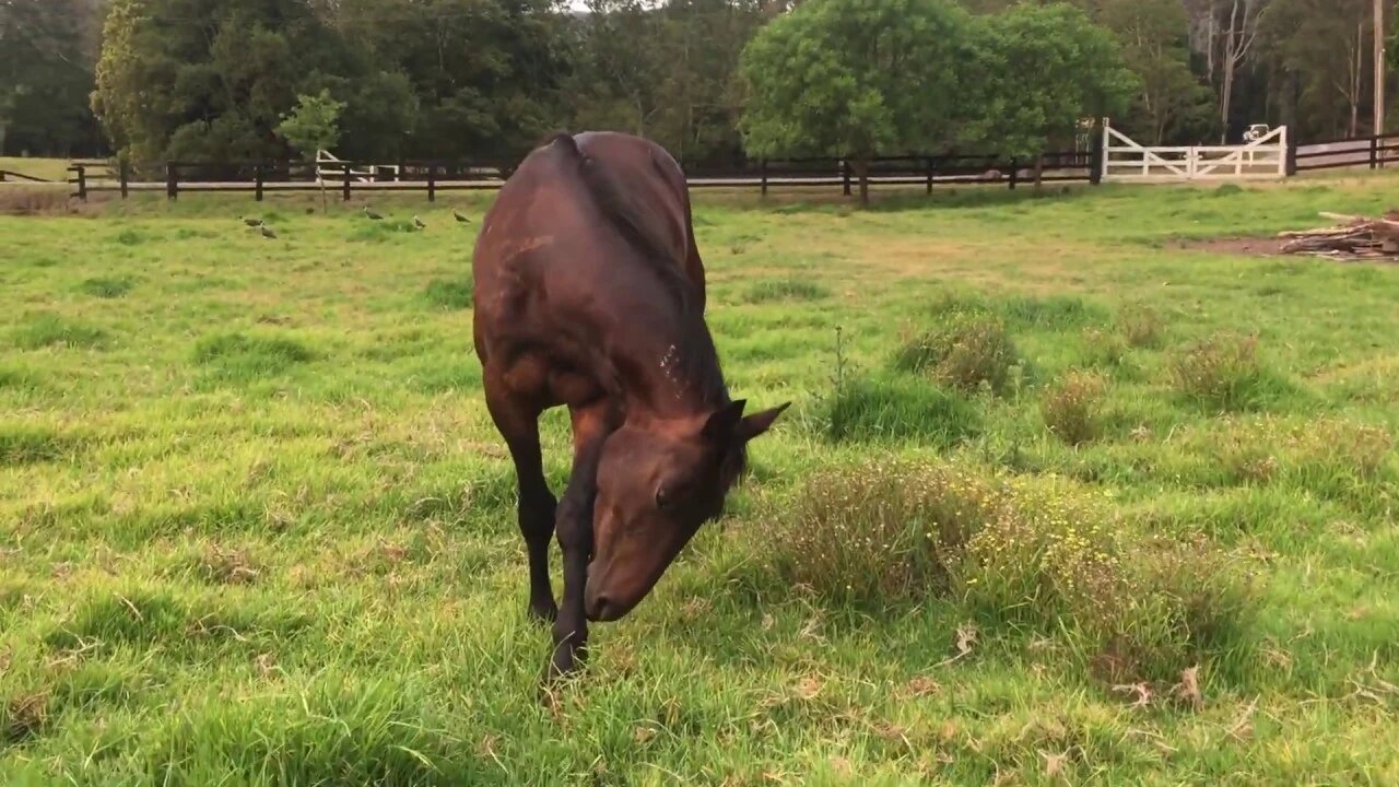 Tuppy and Bonnie grazing