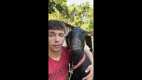 goat fell in love with boy