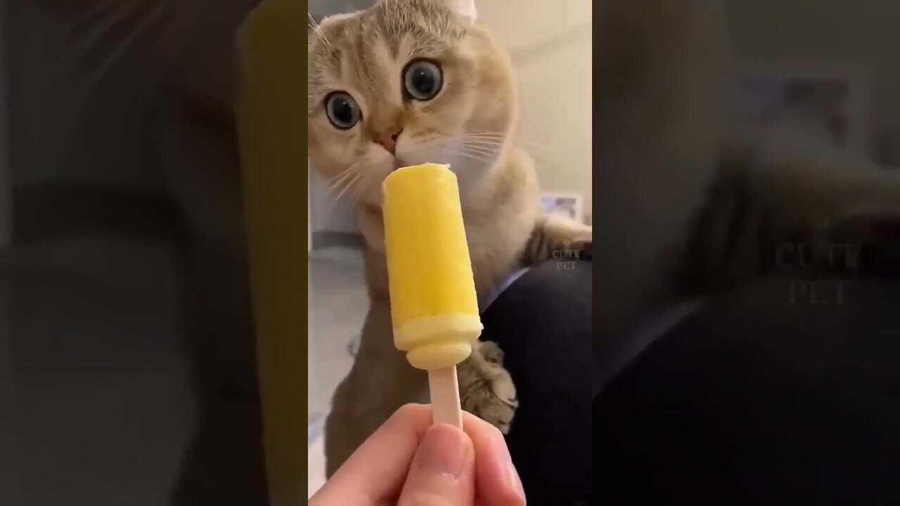 Funny cute cat videos