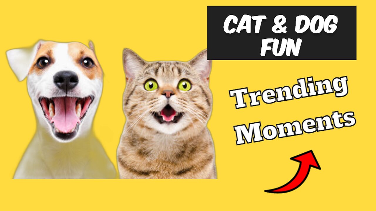 Trending Cat & Dog Funny Moments