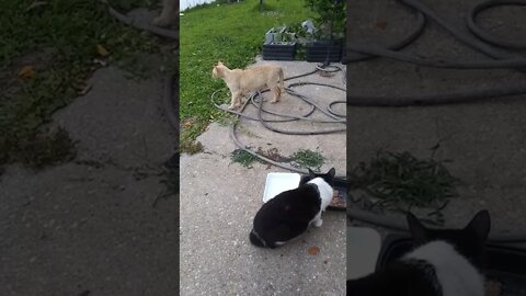 Keep walking kitty