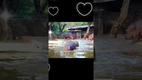 Hippopotamus short video,#shorts,#Hippopotamus,#animal,#animallover