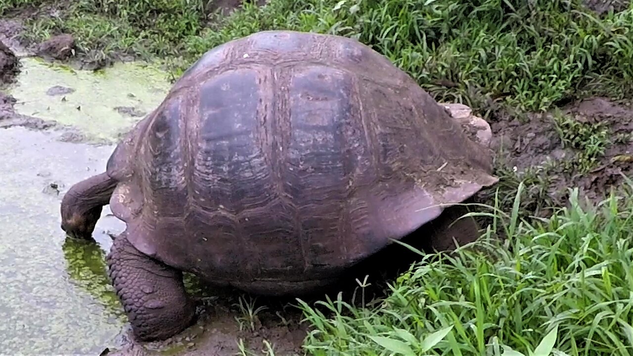 Giant Galapagos Tortoise gulps water at his favorite drinking hole