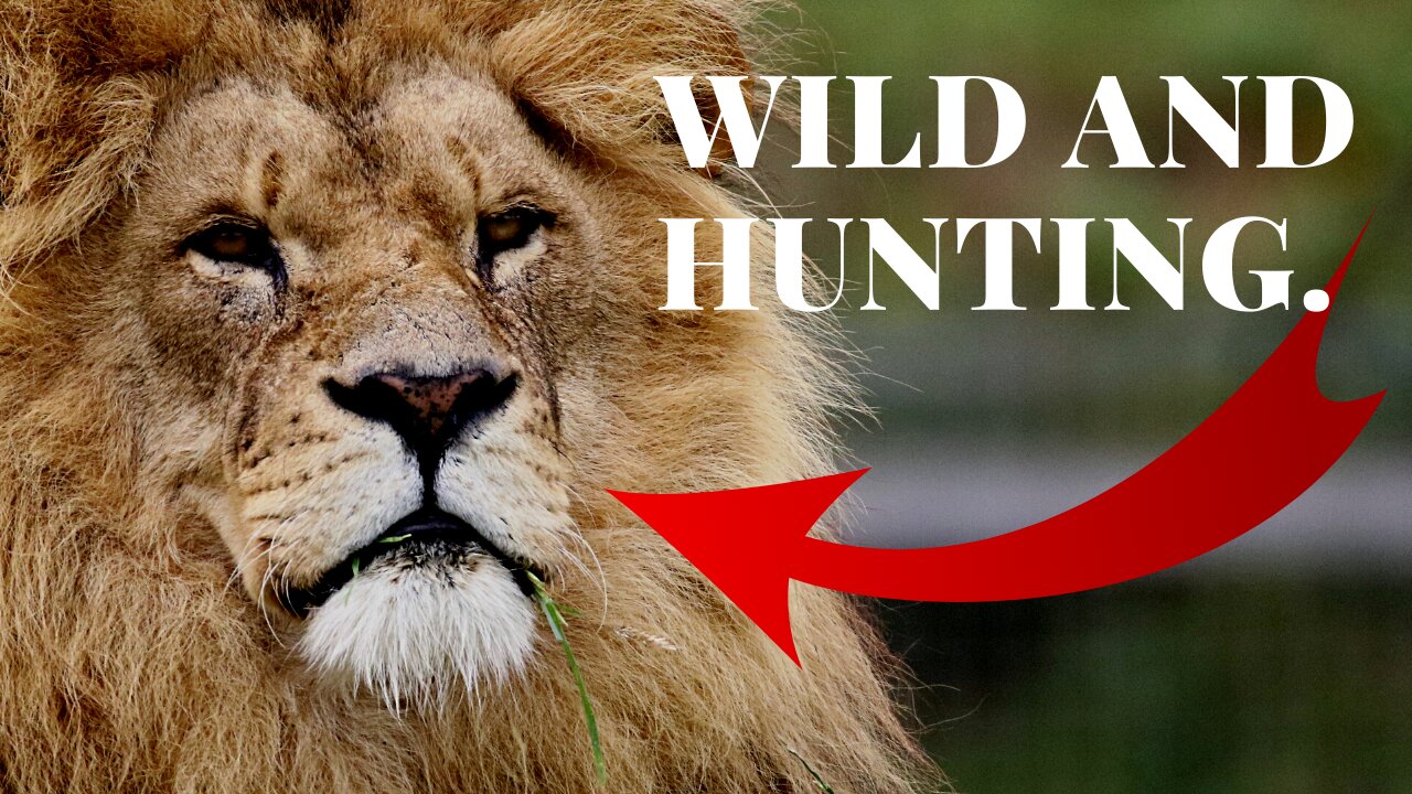 Wild and hunting.