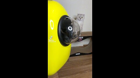 Beautiful Bag To Carry The Cat