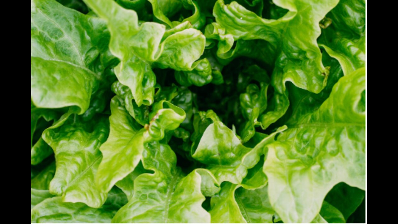 Garden Update and How to Harvesting Loose Leaf Lettuce So It Regrows #Lettuce #Gardening