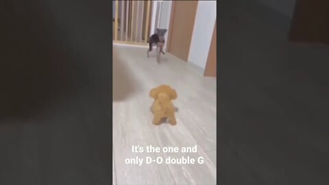 MEME is the one and only D-O double G #shorts