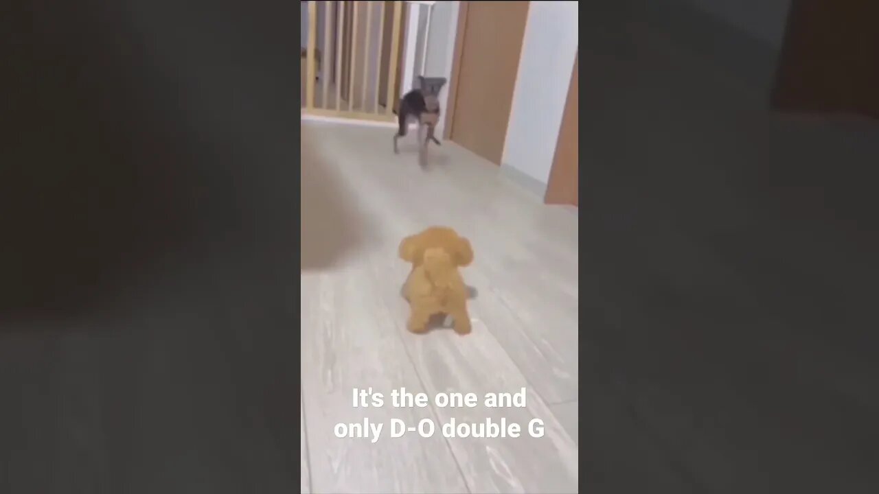 MEME is the one and only D-O double G #shorts