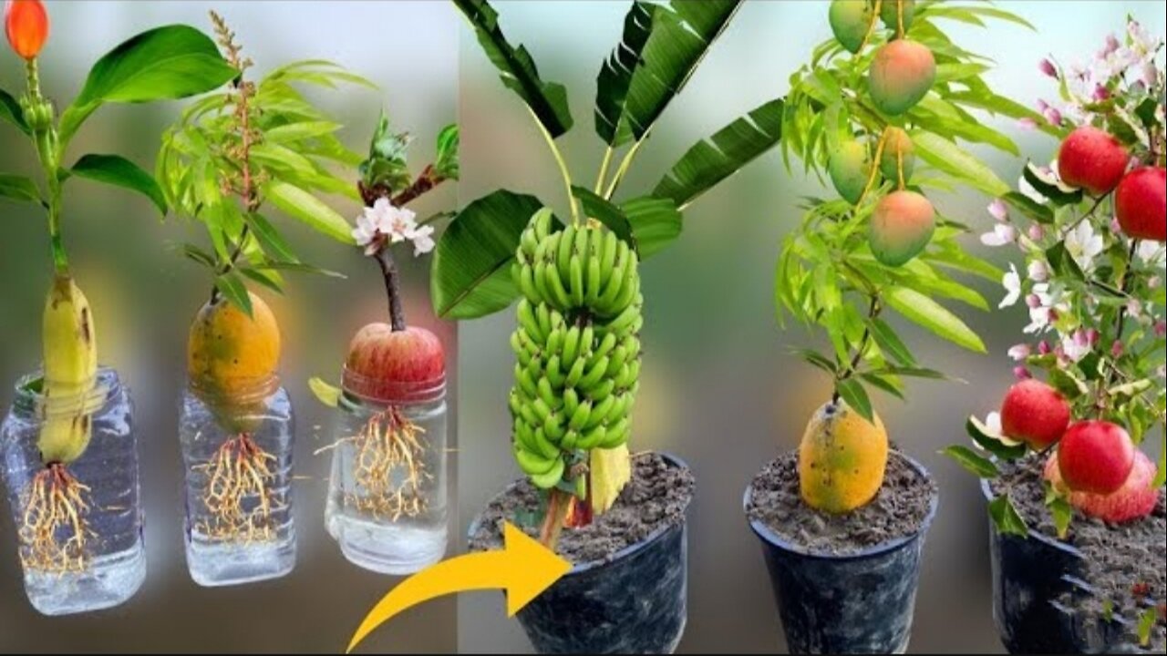 How to grow a banana tree from a banana fruit Grow a mango tree from a mango tree