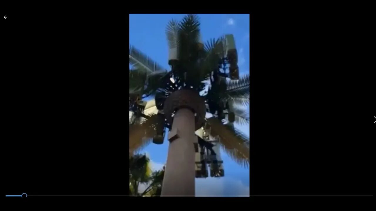 5G - Bees Dropping Dead Around the Antenna Disguised As Palm Tree.
