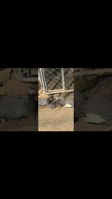 Free range guinea fowl keets sun and dust baths
