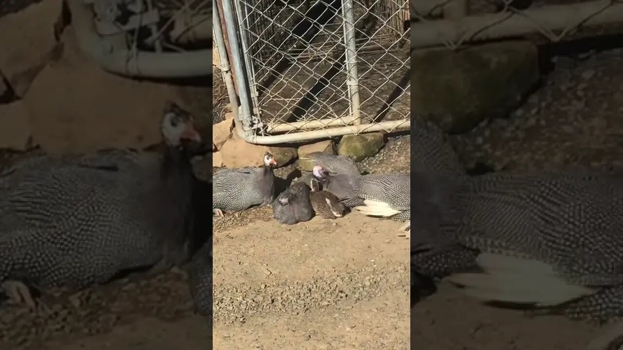 Free range guinea fowl keets sun and dust baths