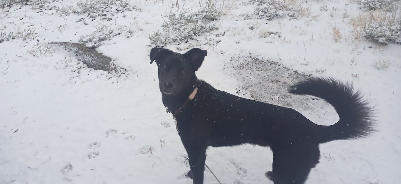 Snow in Medicine bow National Forest