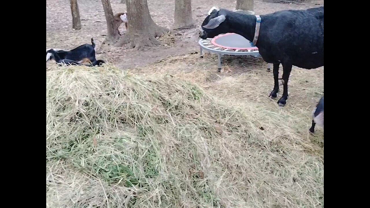 baby goat bliss