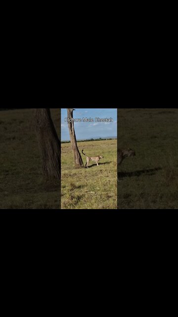 Maasai Mara Sightings Today 08/01/22 (Lions, Cheetah, Hyena, etc) | Zebra Plains | #shorts