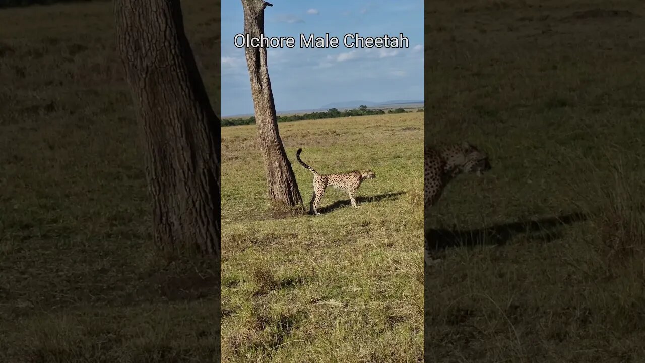 Maasai Mara Sightings Today 08/01/22 (Lions, Cheetah, Hyena, etc) | Zebra Plains | #shorts