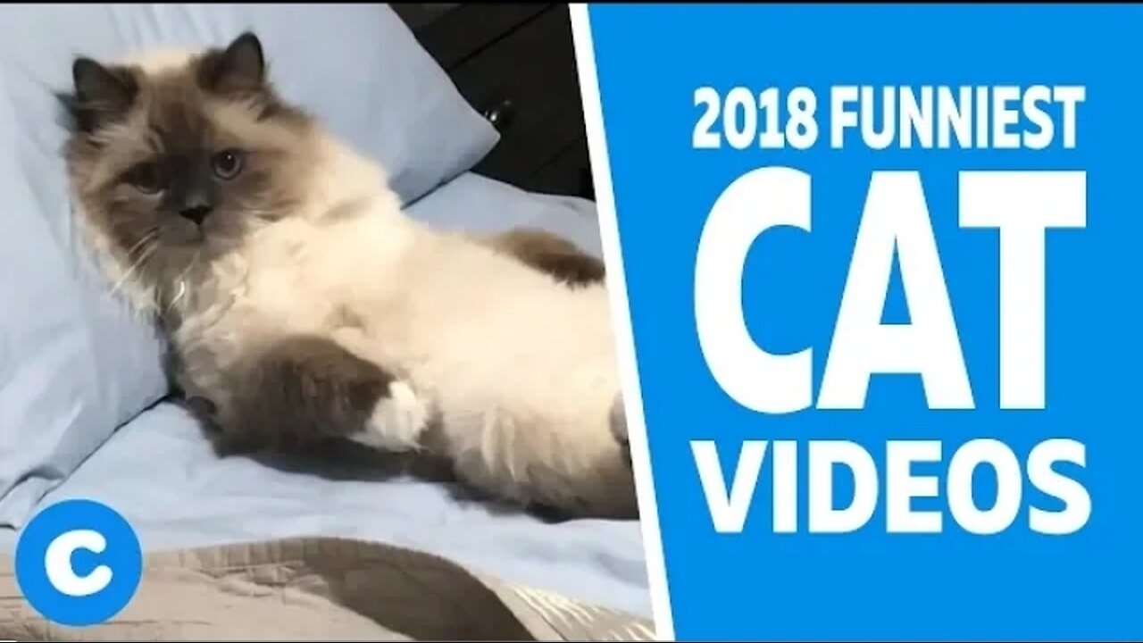 Cats hilarious videos. Try not to laugh😂