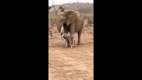 elephant beautiful baby