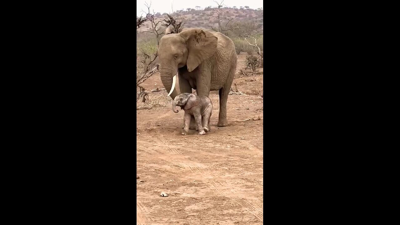 elephant beautiful baby