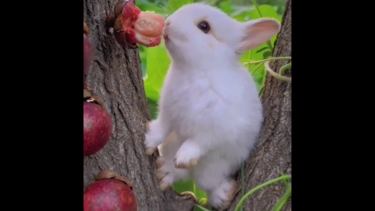 See what the rabbit is stealing and eating in this video