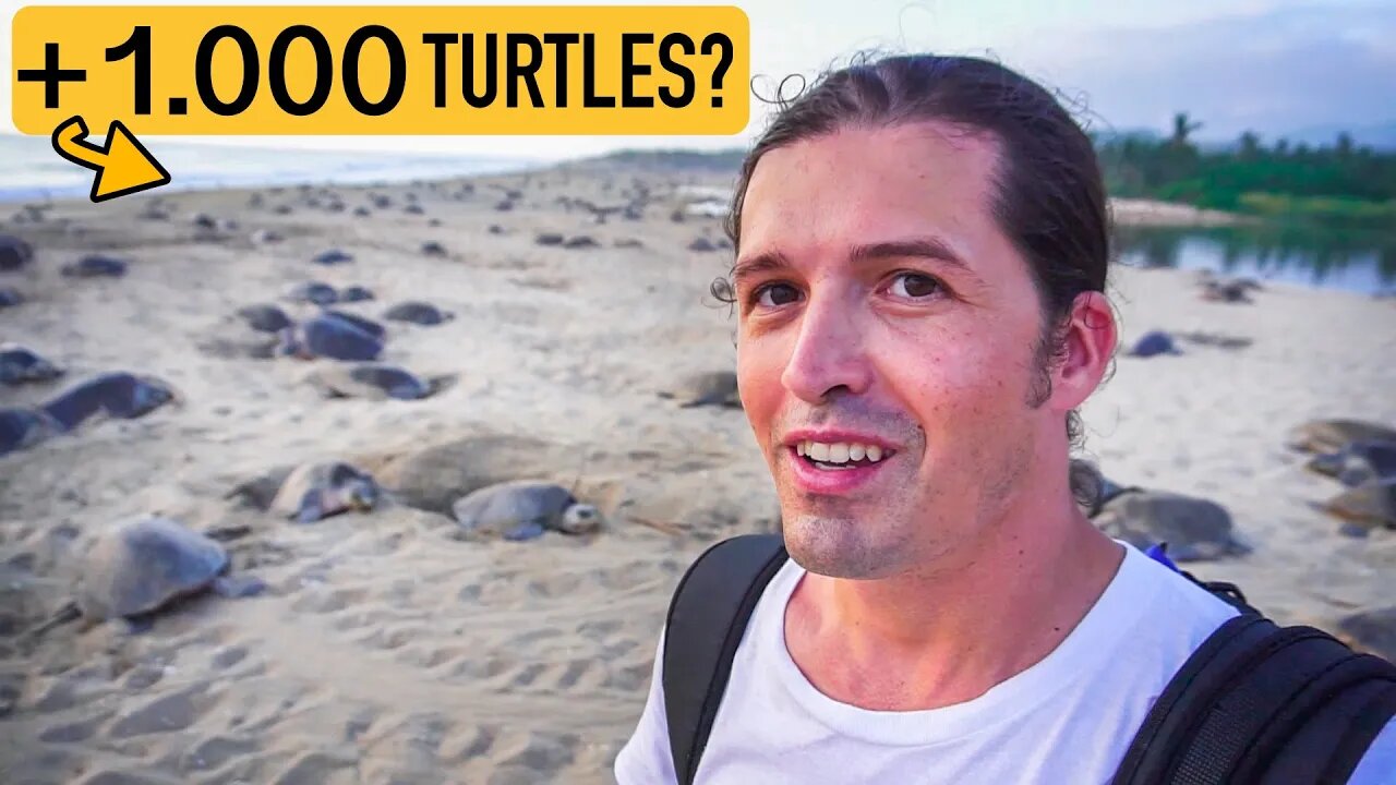 Over #1.000 SEA TURTLES on this beach?