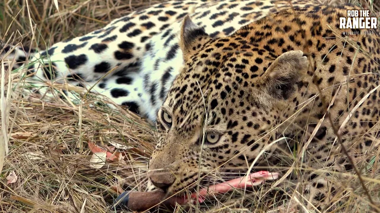 Male Leopard Finishing Breakfast (Introduced By BraaiBoy)