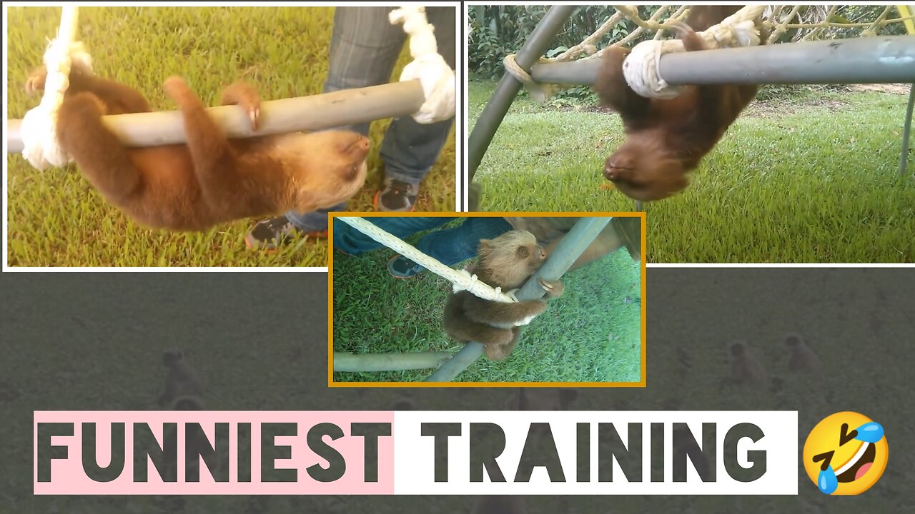 Baby Sloth's Funniest Training | Funny Animal Video | Funny Videos